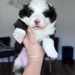 Dutton - Black and tan male American Corgi puppy in Santaquin, Utah from Blacktail Mountain Corgis