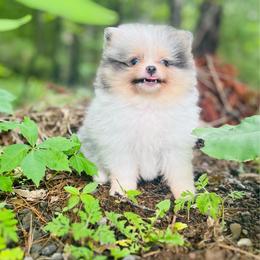 Gyro - Blue merle male Pomeranian puppy in Buck Valley, Pennsylvania from Buck Valley Pomeranians