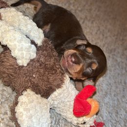 Priya - Chocolate and cream Dachshund puppy in Watertown, Massachusetts from Jae’s Puppy House
