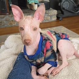 Caeser - White and lemon male American Hairless Terrier puppy in Claremont, New Hampshire from Melanie Bell