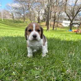 Reese's - Black tan and white male Beagle puppy in St. Cloud, Minnesota from Beagle Blessings