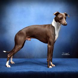 Cruiser - Italian Greyhound