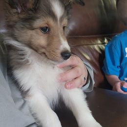 Shetland Sheepdog Puppies from DK'S Sassy River Shelties