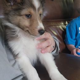 Shetland Sheepdog Puppies from DK'S Sassy River Shelties