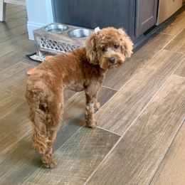 Cockapoo and Goldendoodle All Grown Up from Southern Belle Doodles