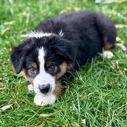 Wyatt - Black tri-color male Australian Shepherd puppy in Preston, Idaho from KC Bar Ranch Aussies
