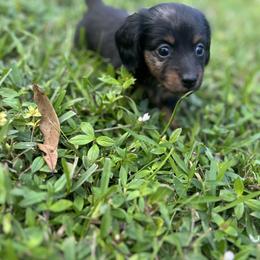 Dachshund and French Bulldog Puppies from Trust Fund Devil Kennel
