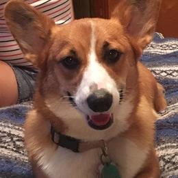 Pembroke Welsh Corgis from Corgis of Tidewater