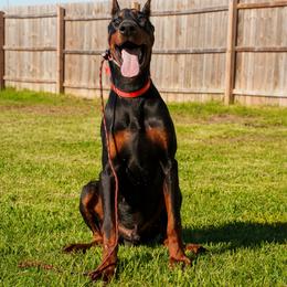 Draco - Black and rust male Doberman Pinscher puppy in Aplington, Iowa from Royal Dynasty Dobermann Kennel