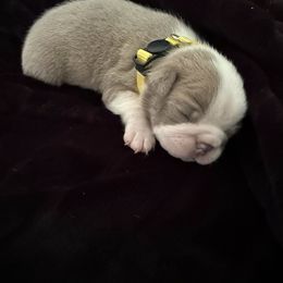 Boston Terrier Puppies from Hidden Valley Bostons