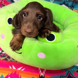 Bubba - Chocolate and tan male Dachshund puppy in Cumberland, Wisconsin from Homestead Doxies & Shepherds LLC