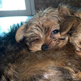 Yorkshire Terriers from Forever Blessed Yorkies