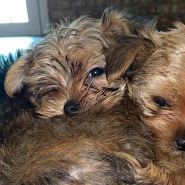 Yorkshire Terriers from Forever Blessed Yorkies