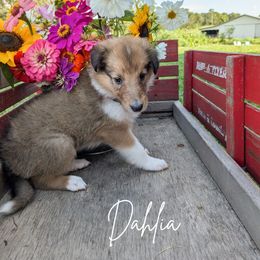 Dahlia - Sable and white female Collie puppy in Charleston, Tennessee from Abundant Life Family Farm
