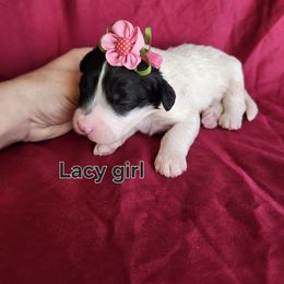 Girl 1 - Black and white female Portuguese Water Dog puppy in Narvon, Pennsylvania from Prized Family Porties