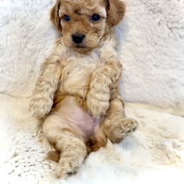 Goldendoodle Puppies from Wish Locket Pups