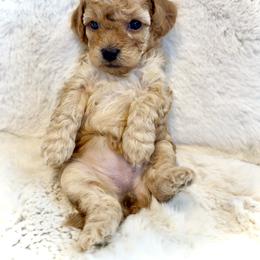 Goldendoodle Puppies from Wish Locket Pups