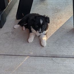 Paul - Black tri male Toy Australian Shepherd puppy in Bly, Oregon from Rockin AC Toy Aussies