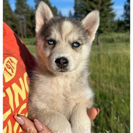Runamok Active Fire - Silver and white female Pomsky puppy in St. Maries, Idaho from Runamok Farm