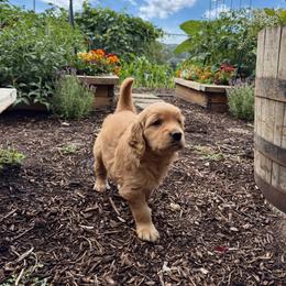 Freya - Dark golden female Golden Retriever puppy in Bountiful, Utah from Everest's Golden Legacy