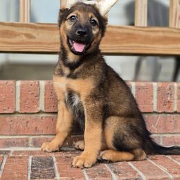 Girl 3 - Black white and tan female Xoloitzcuintli puppy in Ethridge, Tennessee from Royalty Reigns Xolos