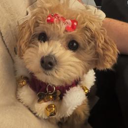 Maltese and Maltipoo Puppies from PrissyPawz