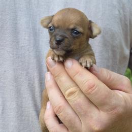 Foxy - Fawn female Chihuahua puppy in East Camden, Arkansas from RoyAl