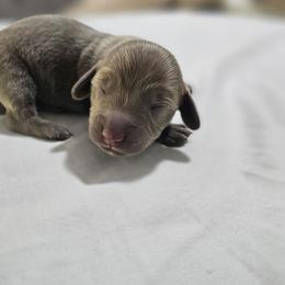 Luke- AKC - Fawn (isabella) and tan male Dachshund puppy in Loganville, Georgia from Royal Dackel Haus