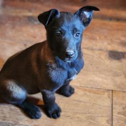 Savanah - Mahogany female Belgian Malinois puppy in Elizabethton, Tennessee from Forever Family K9