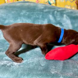 Blue collar Boy - Liver male German Shorthaired Pointer puppy in Aberdeen, Idaho from Idaho GSP