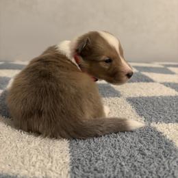 Loki - Sable merle and white male Shetland Sheepdog puppy in Union, New Jersey from McDermon Shelties