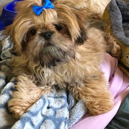 Loki - Shih Tzu