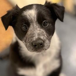 OJ (Oreo Junior..reminded us of our first border collie name Oreo) - Black and white male Border Collie puppy in Salem, Indiana from Hidden Creek