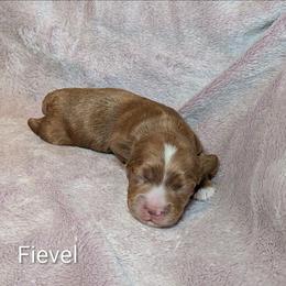 Fievel - Red and white male Cockapoo puppy in Sunset, Louisiana from Cano Cockapoos