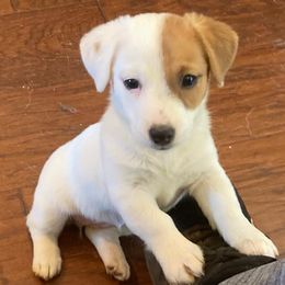 Russell Terriers from Lynne's Pups
