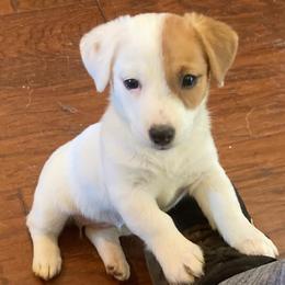 Russell Terriers from Lynne's Pups
