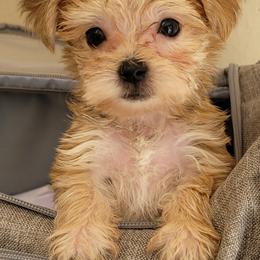 Maltese and Morkie Puppies from K and E Small Breed Puppies