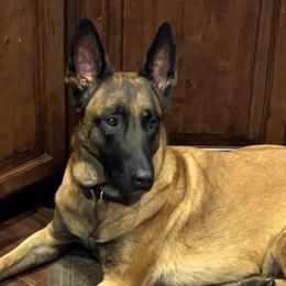 Belgian Malinois from Forever K9