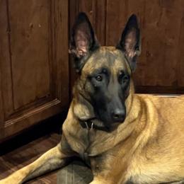 Belgian Malinois from Forever K9