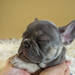 French Bulldog Puppies from 47 North Frenchies, LLC