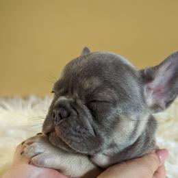 French Bulldog Puppies from 47 North Frenchies, LLC