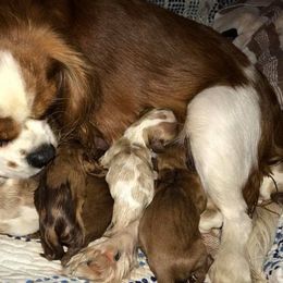 Cavalier King Charles Spaniels and Cavapoos from Okie Cavaliers & Goldens