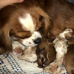 Cavalier King Charles Spaniels and Cavapoos from Okie Cavaliers & Goldens