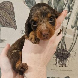 Ember - Dapple female Dachshund puppy in Anderson, California from Plum Fields Dachshunds