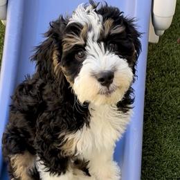 Bernedoodle and Bernese Mountain Dog Puppies from Sage Hills Bernedoodles