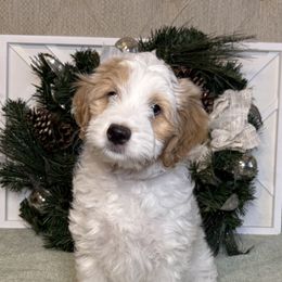 Goldendoodle Puppies from Gracious Doodle Dogs