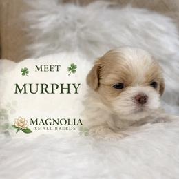 Murphy - Cream and white male Shih Tzu puppy in Statesboro, Georgia from Magnolia Small Breeds