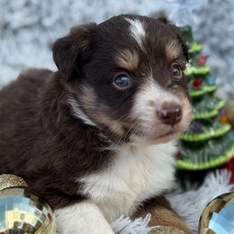 Ducky - Red tri male Miniature Australian Shepherd puppy in Ambrose, Georgia from Brandilyn's Aussies