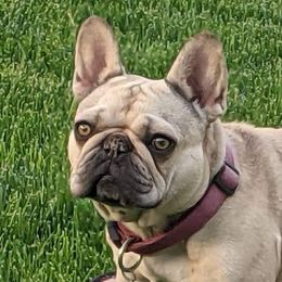 Pearl - French Bulldog