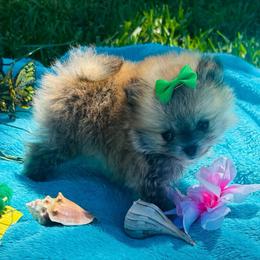 Feather - Orange parti female Pomeranian puppy in Green Cove Springs, Florida from Natasha's Ark of Joy